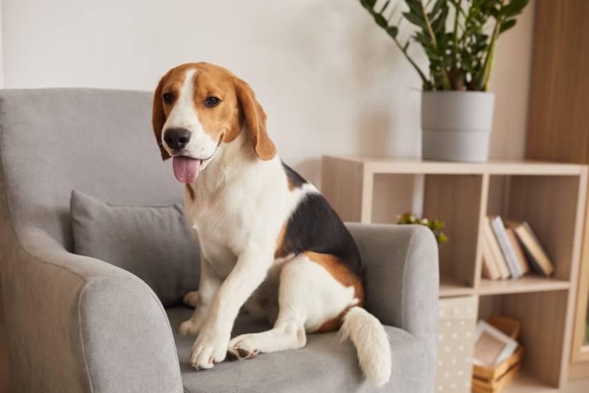 beagle dog in armchair