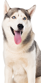 husky