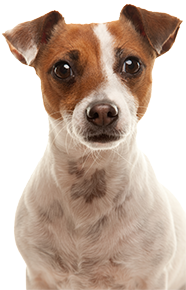 jack russell