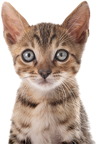 brown tabby cat