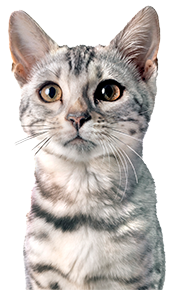 white tabby cat