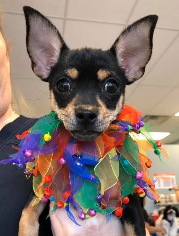 A small, alert Chihuahua wearing a colorful leafy collar adorned with beads.