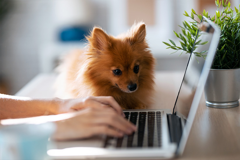 A fluffy Pomeranian dog watching intently as a person types on a laptop.
