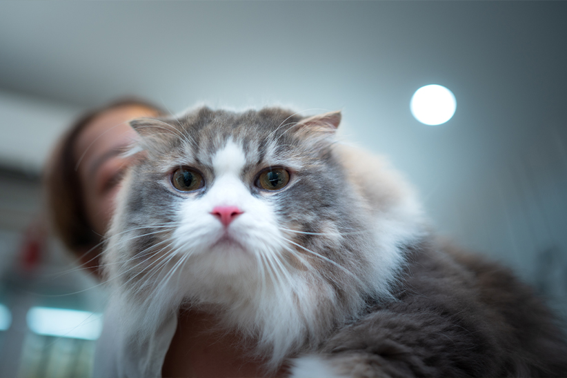Fluffy gray and white cat with a serious expression, held by a person in the background.