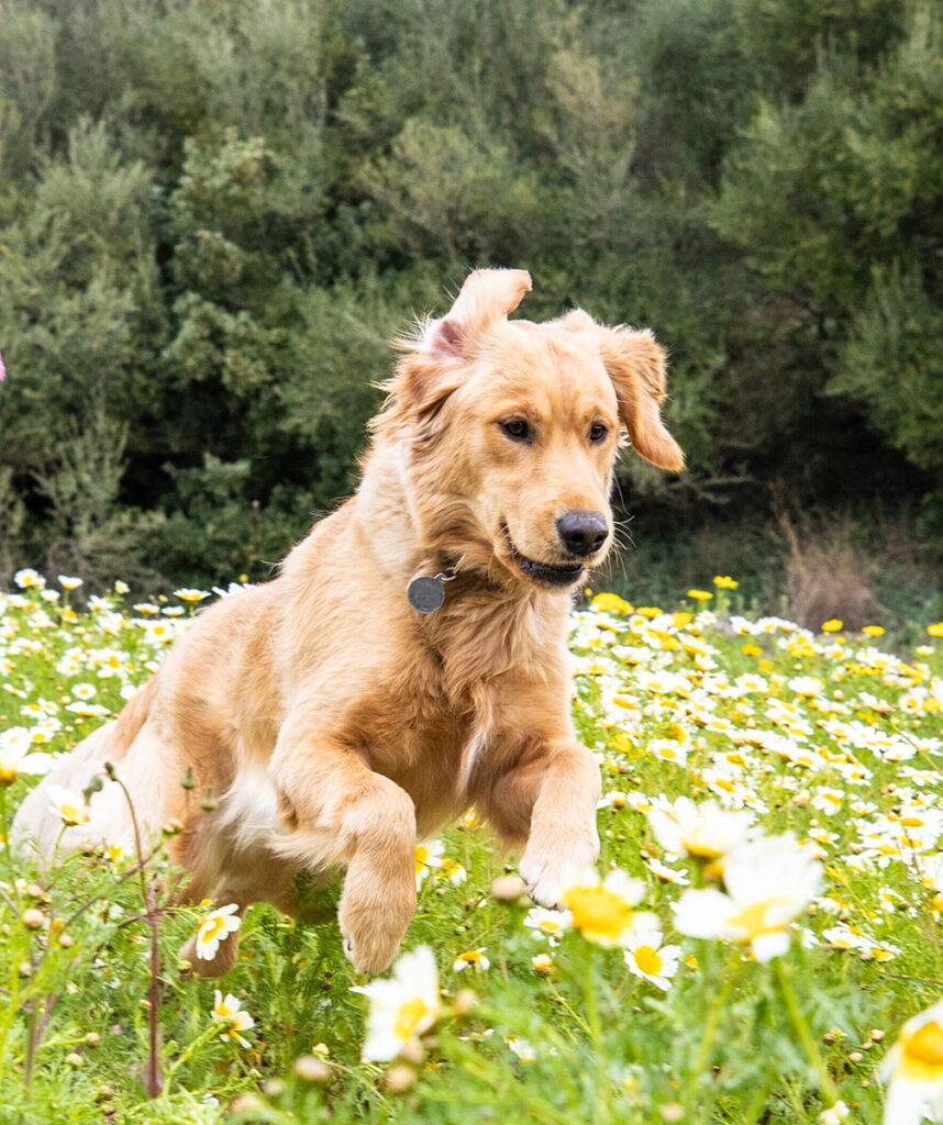 Golden retriever leaping joyfully in a flower meadow.