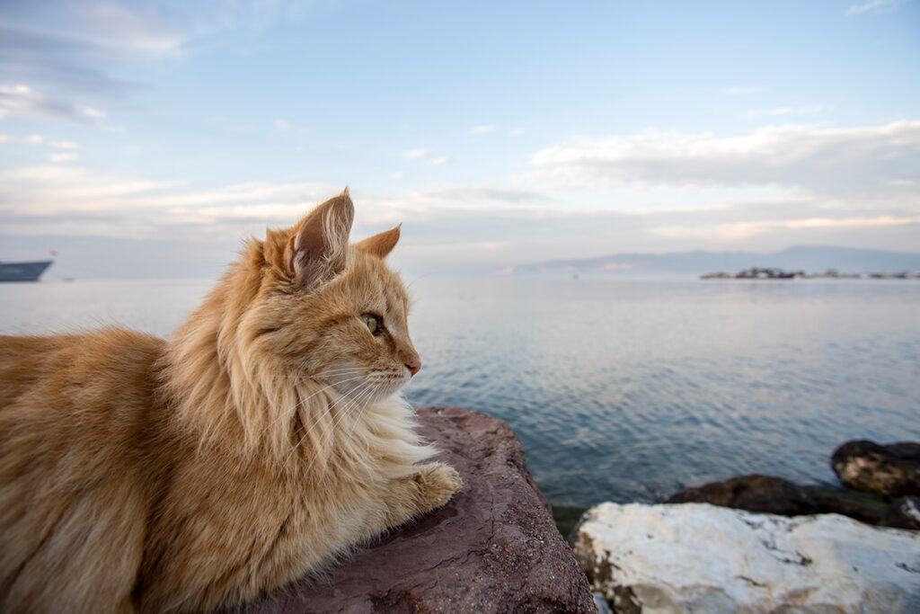 Orange tabby cat sitting by the seaside, gazing into the distance.