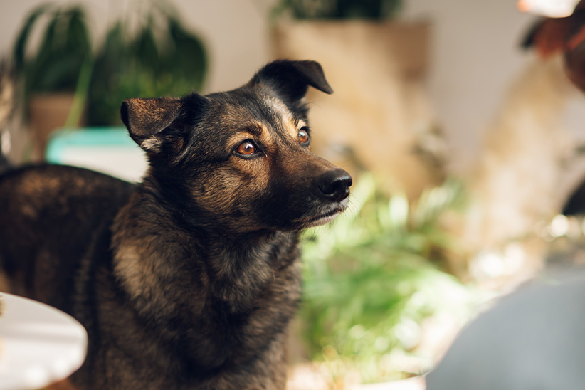 Brown and black dog with alert expression sitting indoors, looking off-camera.