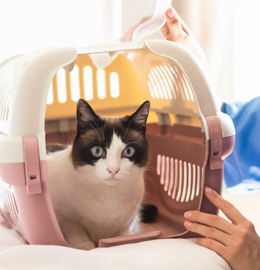 A black and white cat inside a pink and cream pet carrier, with a person's hand opening the lid.